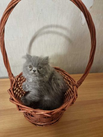 Персийски котета