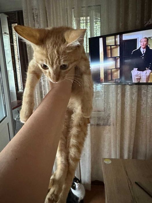 Очаровательные сиротки ищут дом