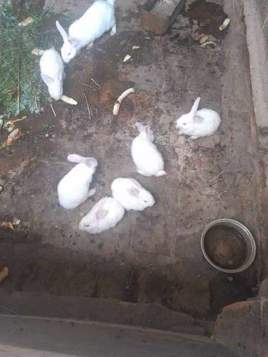 Кролики подростки