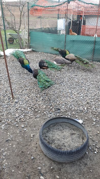 Pauni Uneri Negri; Pauni Standard; Pauni Arlechin