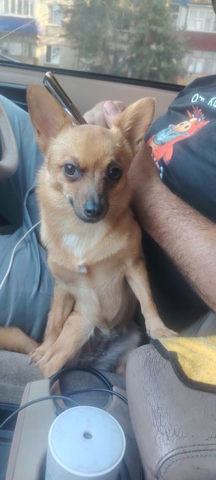 Отдам Собаку в добрые руки