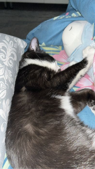 Отдам ласкового и игривого кота даром,в добрые руки