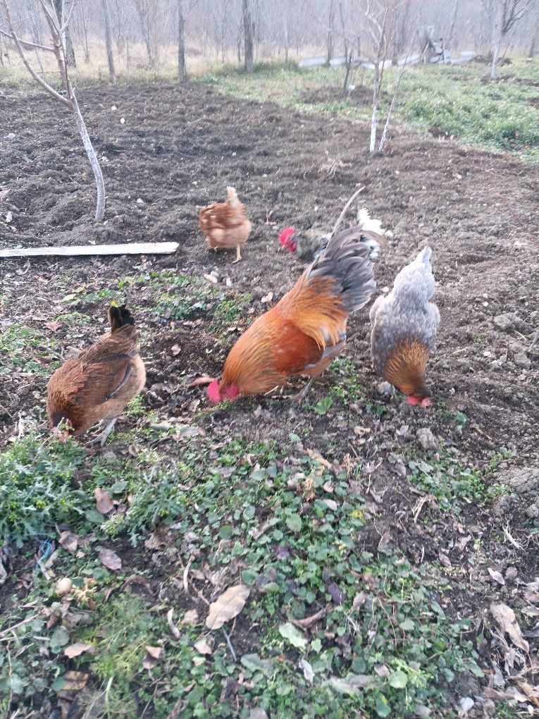 Oua bio de la găini crescute în libertate