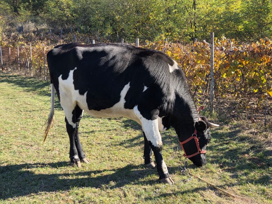 Vând vaca bălțată româneasca