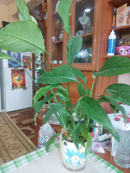 Продам цветок Спатифиллум "Женское счастье"