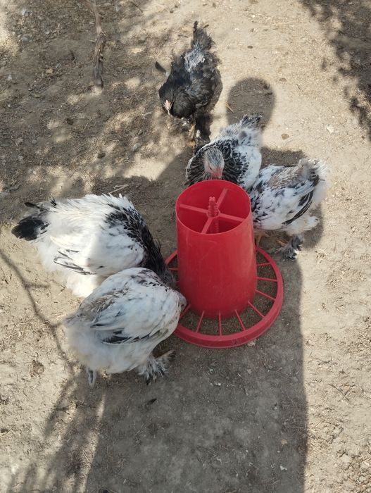 Светлый  палевый жужжала сотилади