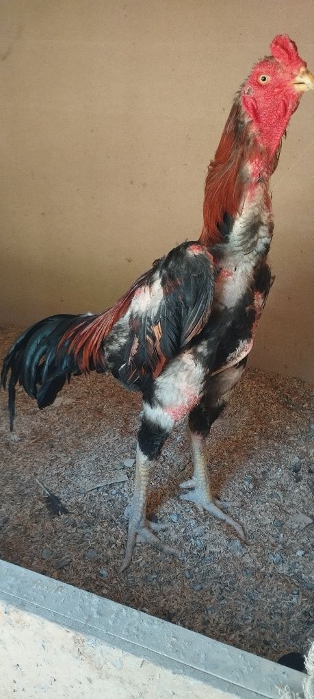 Xorozla sotiladi