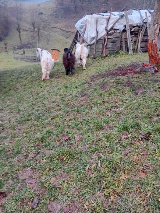 Vand o iada si un paci