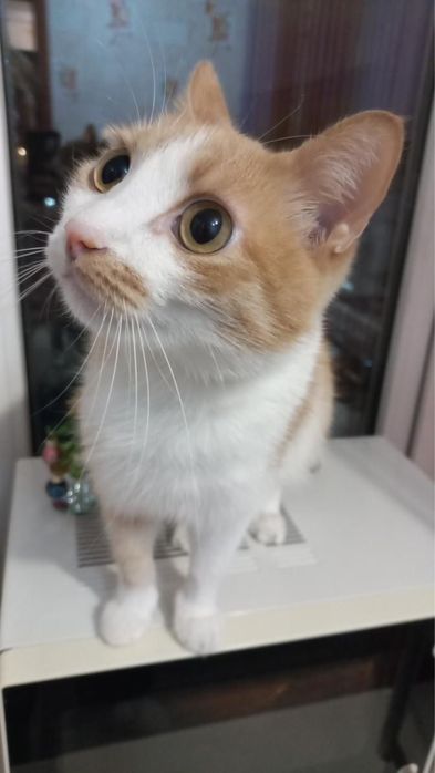 Отдам ласкового кота в добрые руки
