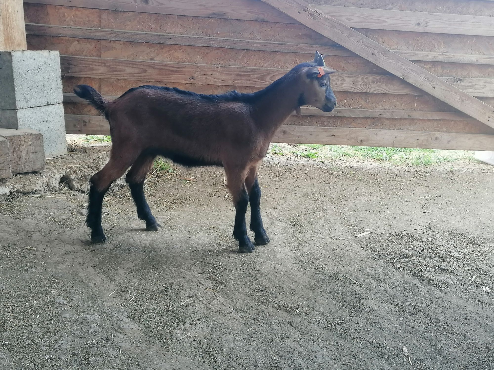 Disponobil tapisor ALPIN 4 săptămâni