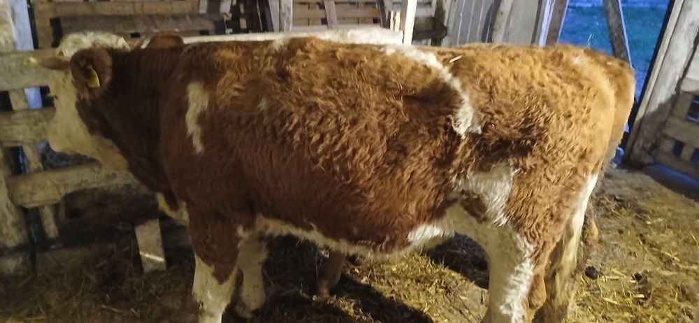 Vând viței mari  încărcați