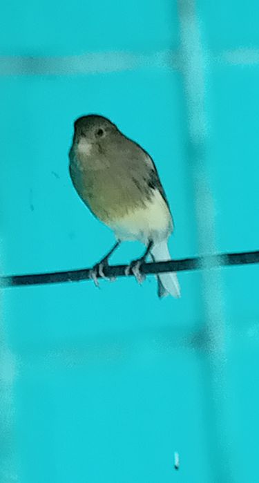 Vand.      canari  Orpheus