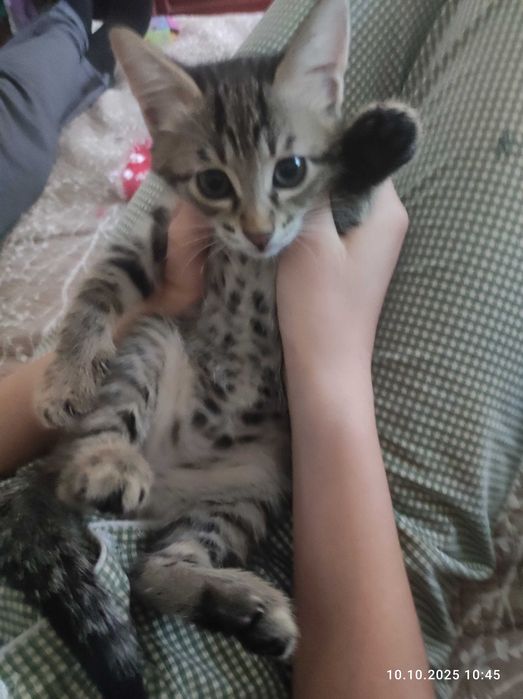 Котенок девочка в хорошую семью