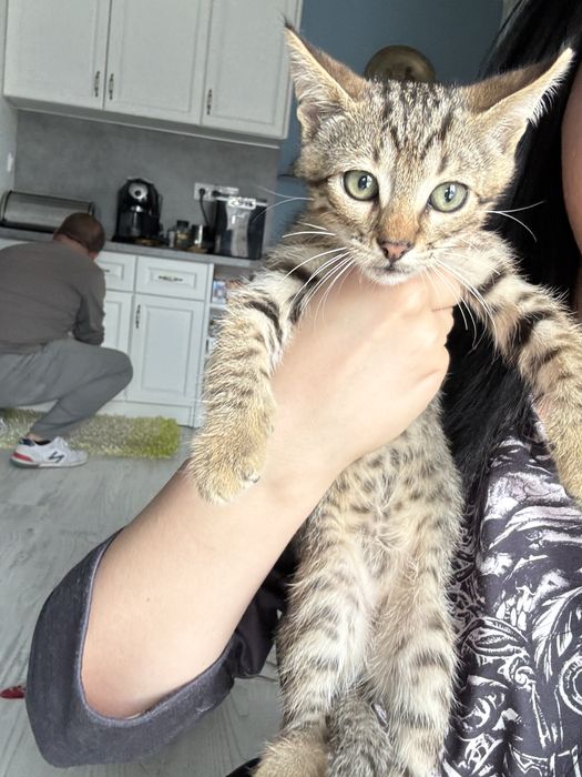 Подарявам котенца