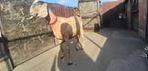 Capra Anglo Nubian