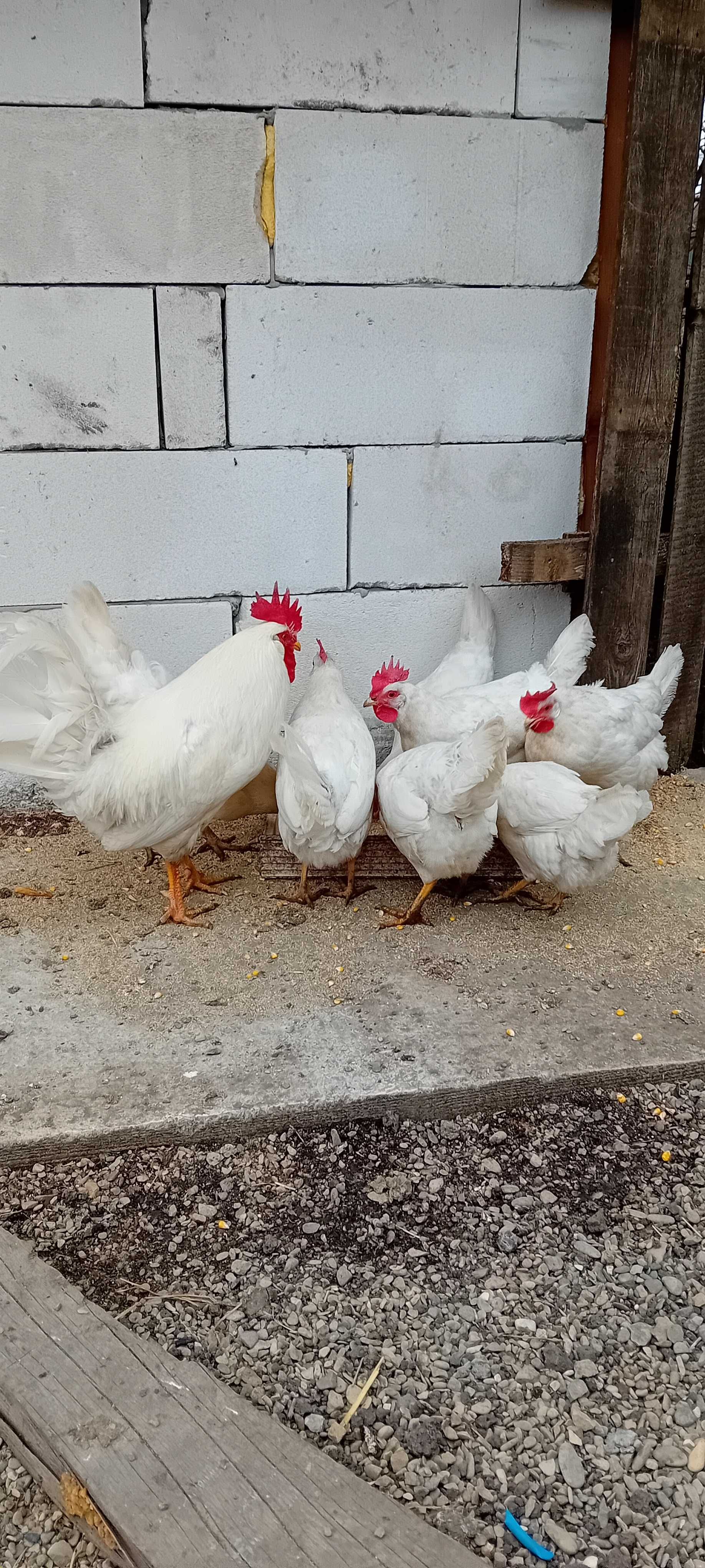 Oua gaini leghorn pt incubat