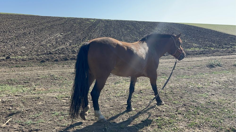 Vand sau schimb iapa