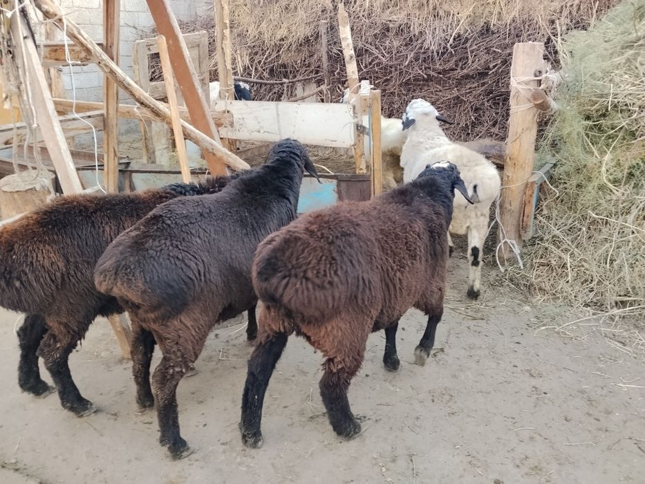 Yaxshi  suyagi butun  gavdasi yirik qochqorlar