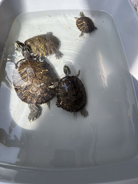 2 hamsteri 2 broaste testoase