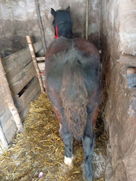 Mânz de 4 luni de vanzare