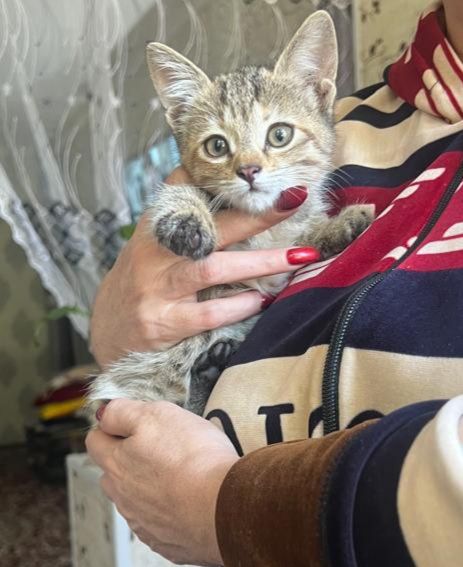 Отдаём котят в добрые руки