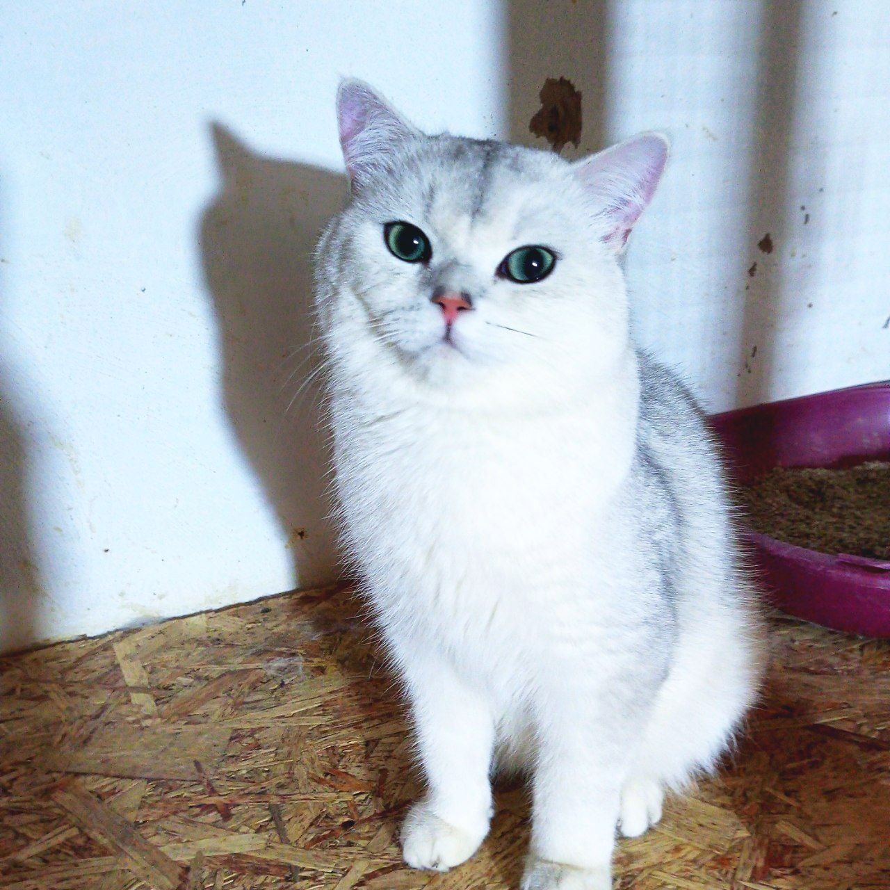 ВЯЗКА  Серебристый кот шиншилла