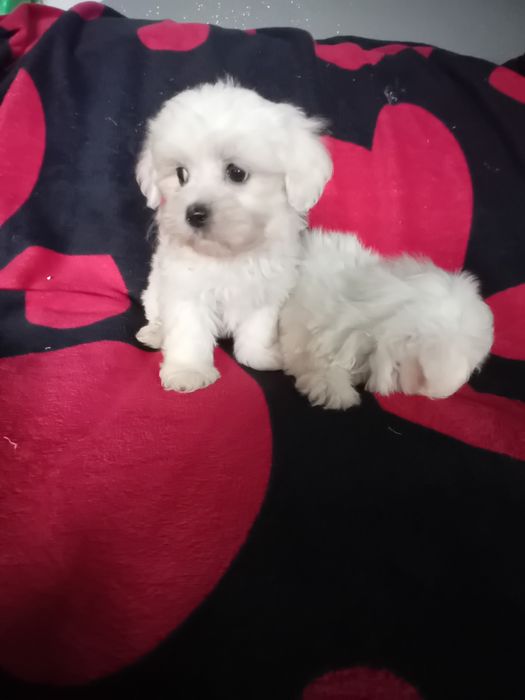 Bichon maltez alb