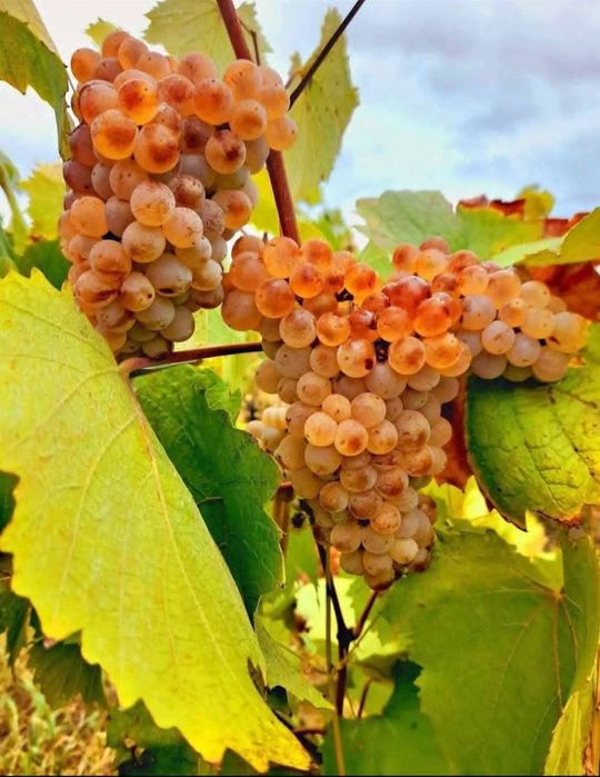 Vând struguri de Vin