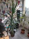 Vand Yucca  1.8 m