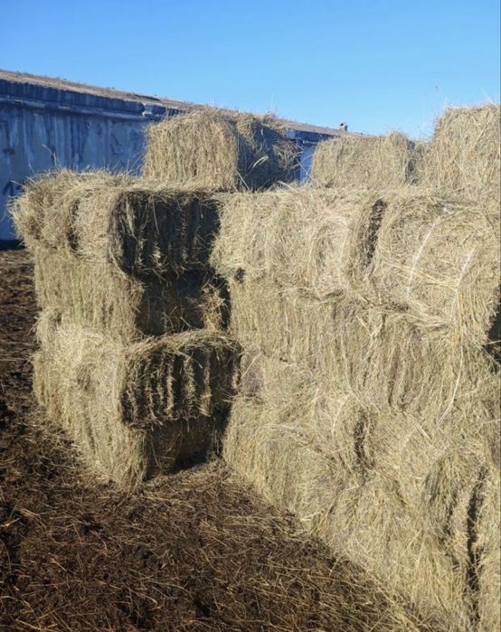 Продам сено в тюках свежий покос