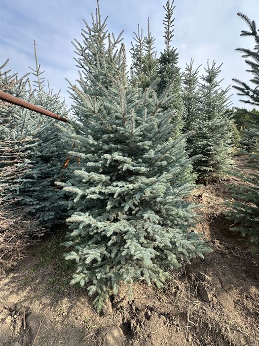 Голубая Елка. Елка. Голубой Ель