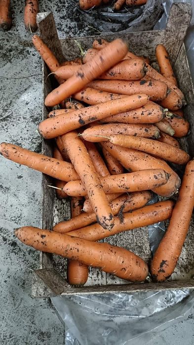 Morcov lux 2lei morcovi