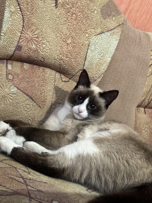 Отдам кошечку молодая до года