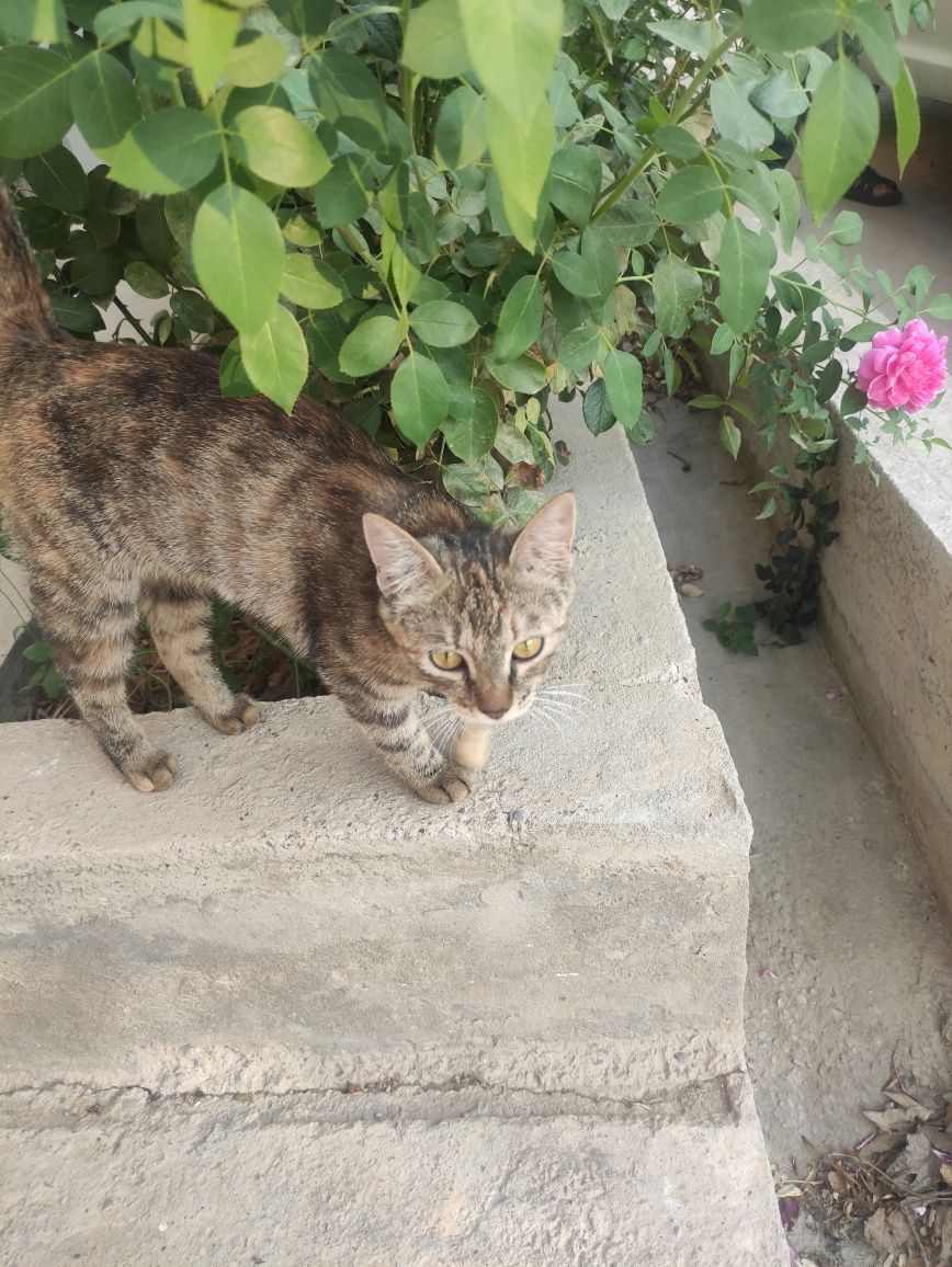Бесплатно кошка.