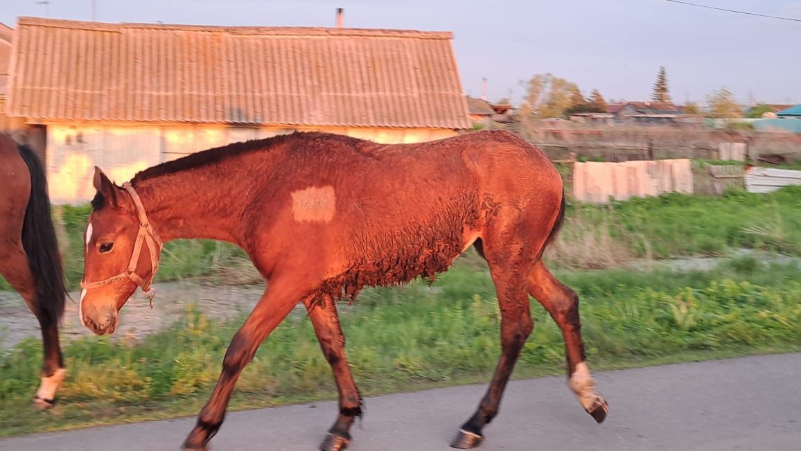 Продам.  кобылку