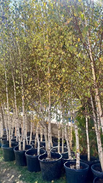 Plante Decorative mesteacăn Lylandii Tuia Brazii