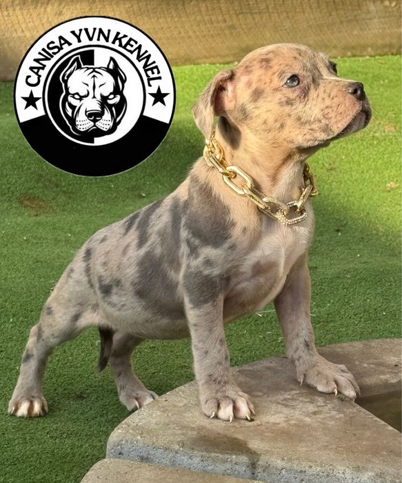 Amstaff blue merle