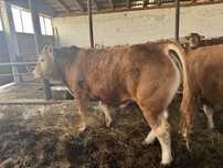 Tauras Limousin /limuzin cu pedigree