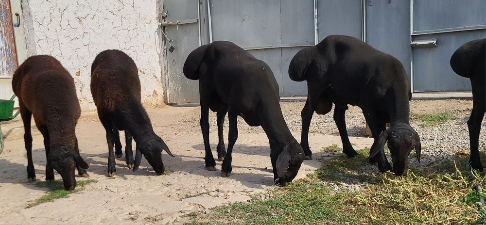 Qo'chqorlar sotiladi
Кучкорлар сотилади
Бараны на продажу