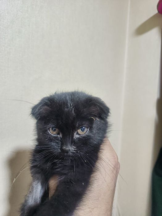 Mushuk bepul beriladi