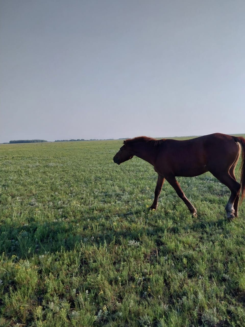 Продам лошадей срочно