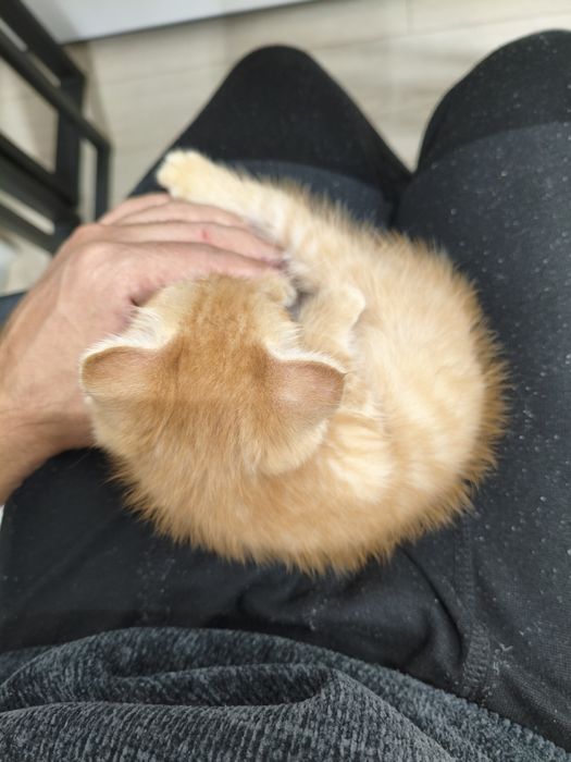 Рыжий котёнок ищет дом