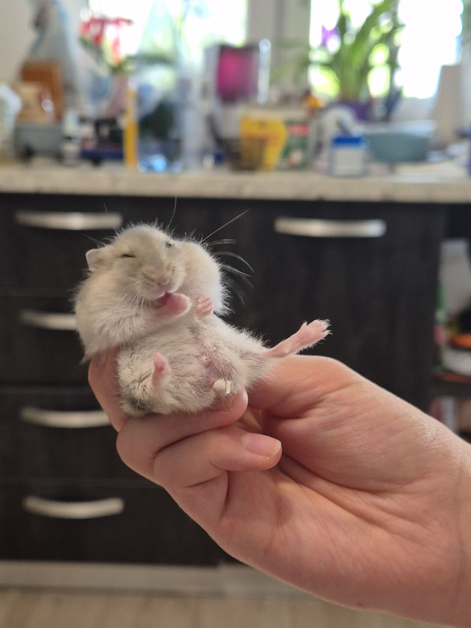 Donez 5  pui de de hamster pitic
