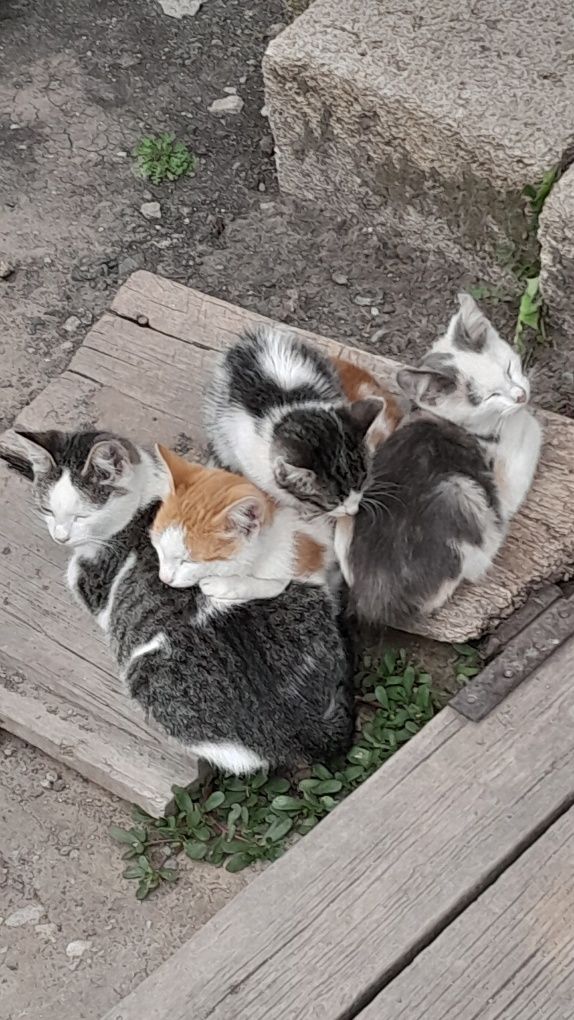 Продается все кроме котиков:)