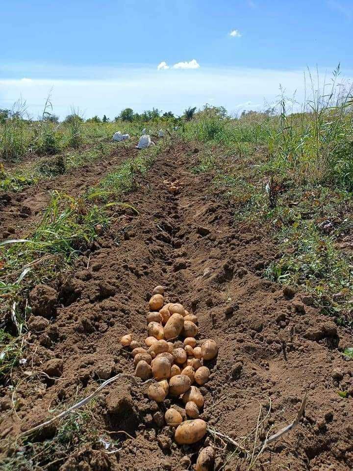 Картофи за семе, Карера и Сорая, клас Б