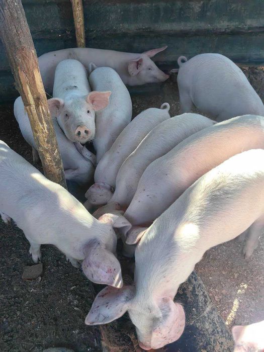 Продавам малки прасета за угояване или консумация – 15 до 50 кг