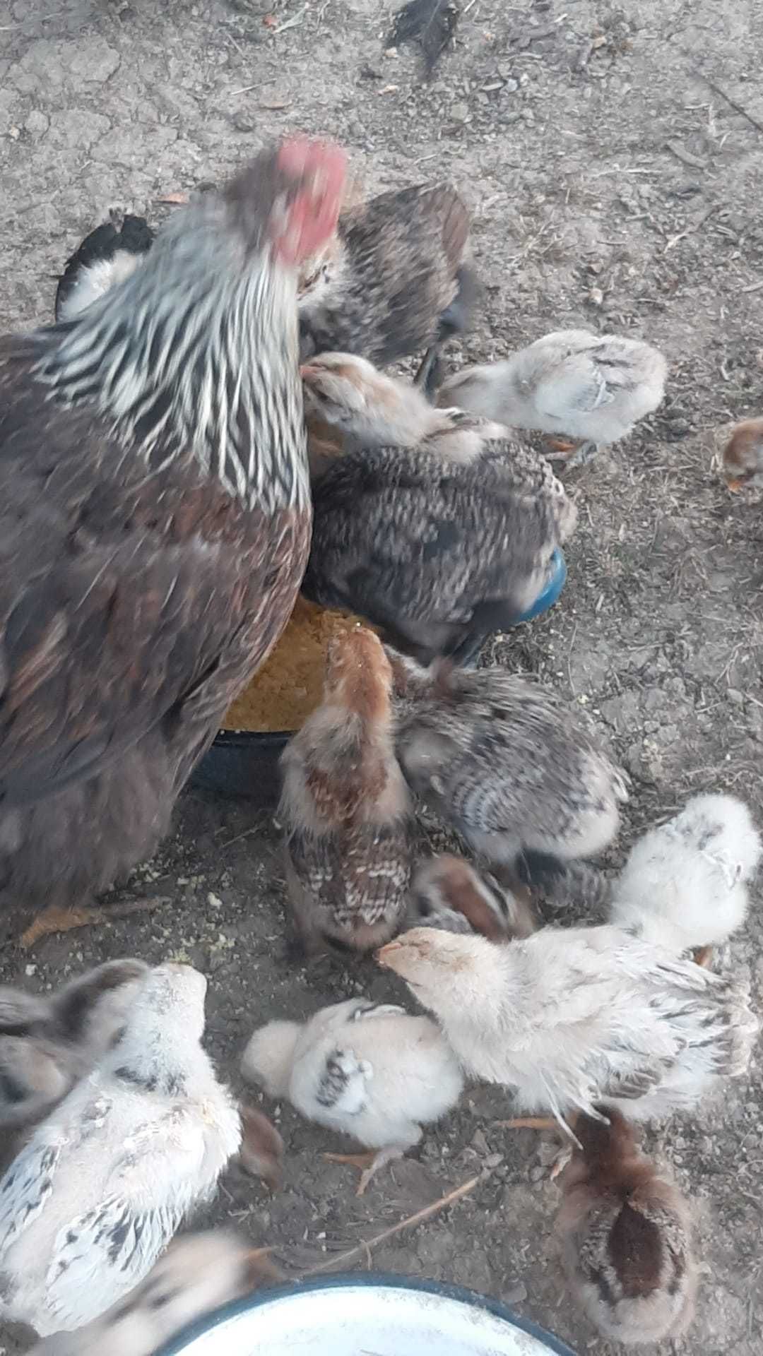 Boboci de rață mută, cocoși tineri și pui de găină