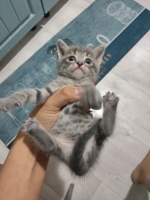 отдам  котят в добрые руки