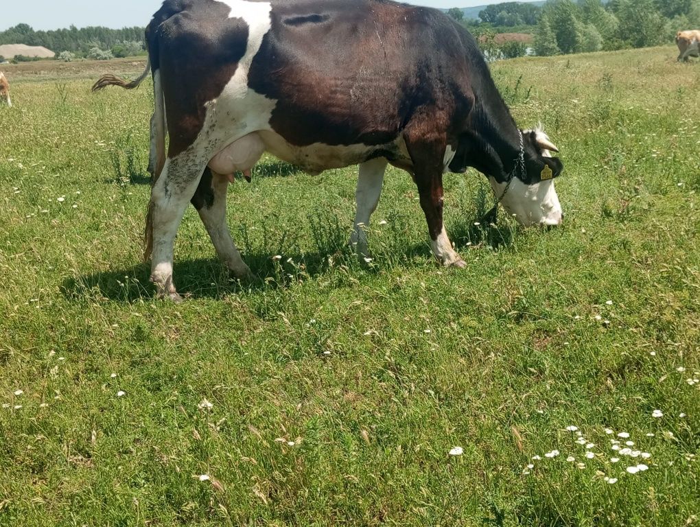 Vaca tânără bună de lapte