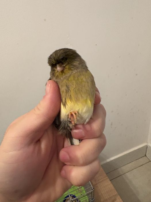 Vand Femela de Canar Gloster